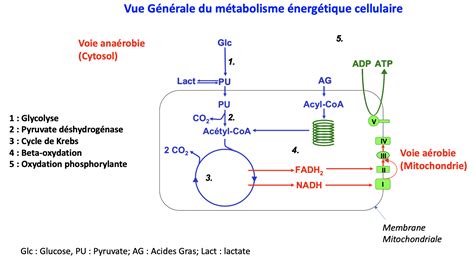 Lieu De La D Carboxylation Oxydative Ue Biochimie Tutorat