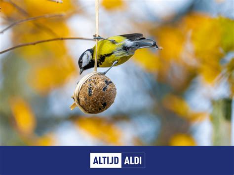 Zelf Een Vetbol Maken Voor De Vogels Altijd Aldi