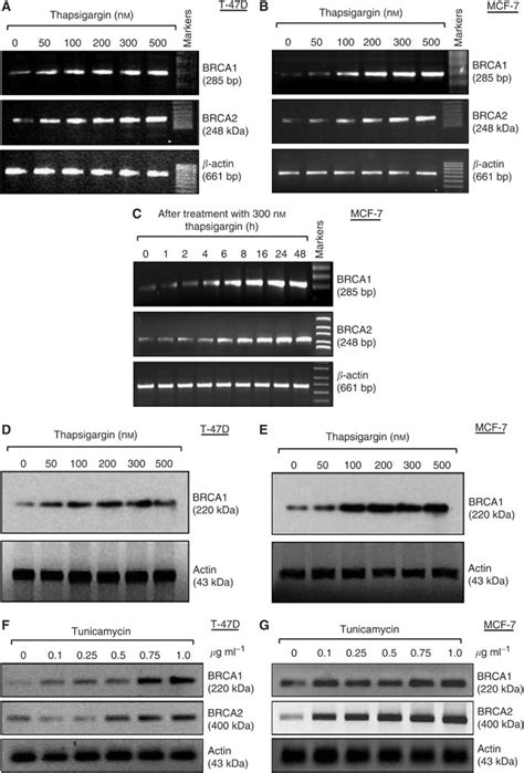 Thapsigargin And Tunicamycin Upregulate Brca Gene Expression A B