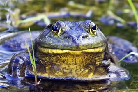 American Bullfrog | ISCMV