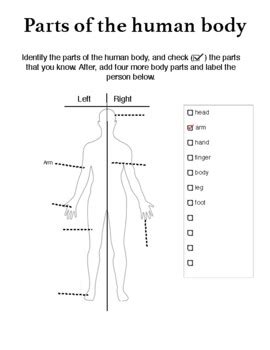 Parts Of The Human Body ESL By Cafe Paris TPT