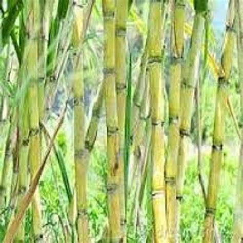 Buy Sugarcane -- Sugar Cane 5 Sticks Yellow Green 7 Inches Each- Fresh ...