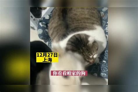 猫咪偷吃狗粮被主人抓住，自己胖成球狗子瘦的见骨