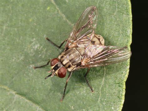 Mosca dos Estábulos Stomoxys calcitrans BioDiversity4All