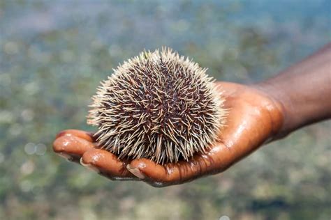 Why Is Sea Urchin So Expensive Top 10 Reasons