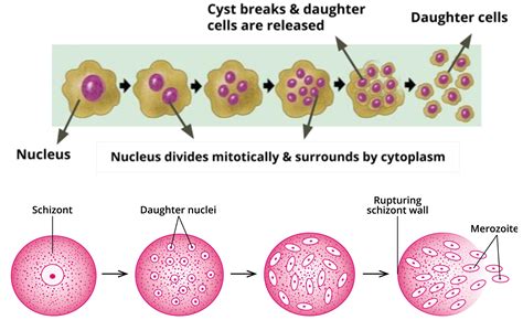 Asexual Reproduction Fission — Lesson Science Cbse Class 10