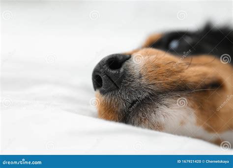 Cute Dog Relaxing On White Fabric At Home Closeup Friendly Pet Stock