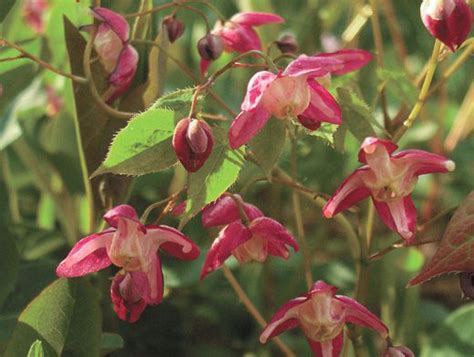 Горянка крупноцветковая (Эпимедиум) Роуз Куин/Epimedium grandiflorum ...
