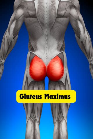 3 Gluteus Maximus Stretches You've Been Missing!