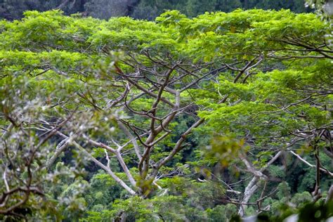 Acacia Koa on the Road to Hana – Sam Hotchkiss