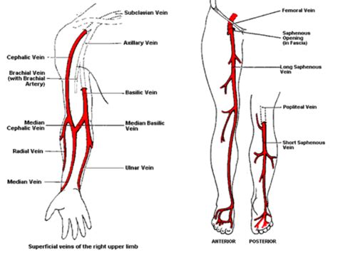 App Practical Aspects Of Iv Infusion Flashcards Quizlet