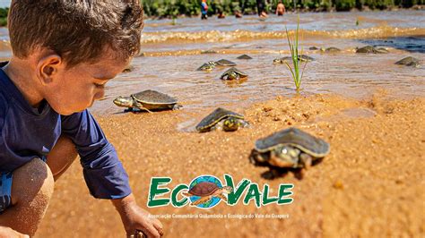 Ecovale promove soltura de tartarugas às margens do Rio Guaporé YouTube