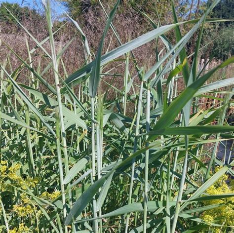 Elymus Canadensis Icy Blue The Plantsmans Preference