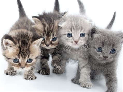 Essential Kitten Supplies to Start Fostering | Mews & Merlot