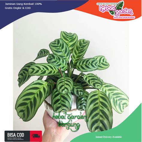 Jual Tanaman Maranta Ekor Merak Calathea Burlemarx Shopee Indonesia