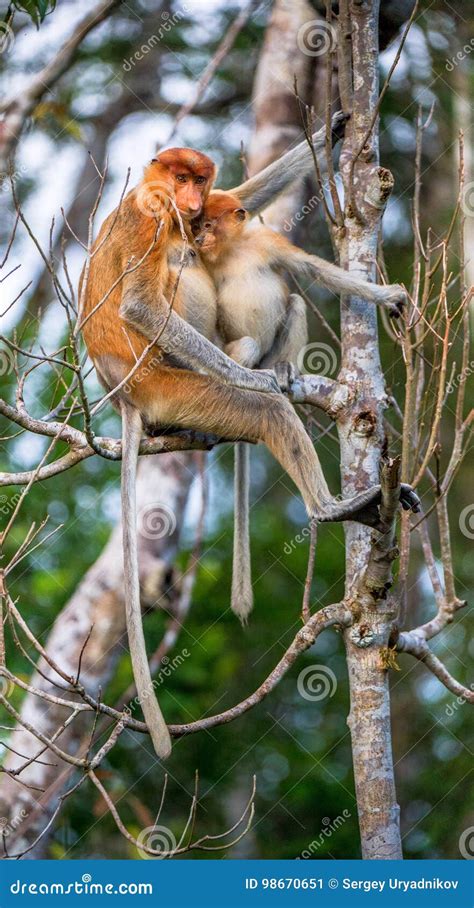 Female Proboscis Monkey Nasalis Larvatus With A Cub Stock Image Image