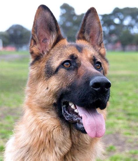 German Sheperd Dogs German Shepherds Shepherd Dogs Athletic Dogs