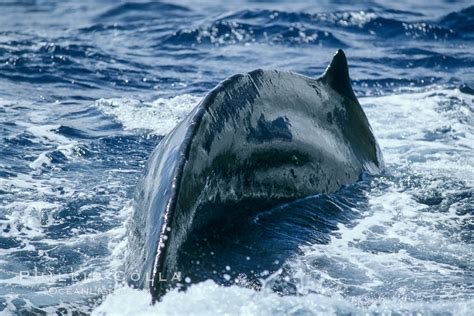 Humpback Whale Dorsal Fin And Dorsal Ridge Megaptera Novaeangliae