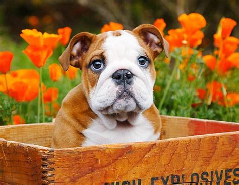 Pup 18 Bk0008 01 © Kimball Stock English Bulldog Puppy Sitting In