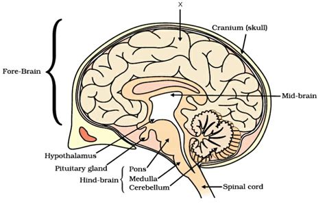 Draw And Label The Diagram Of The Human Brain