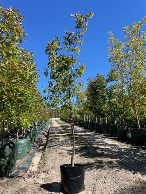 Zelkova Serrata Musashino Freshford Nurseries