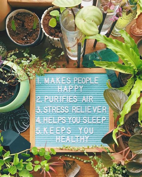 28 Plants As Stress Reliever Quotes | Zone Marts