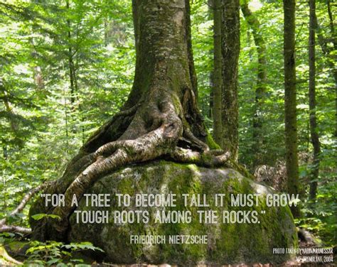 Tree Quote Tough Roots Rocks Grow Strong Tree Quotes Nature Quotes Trees Nature Quotes