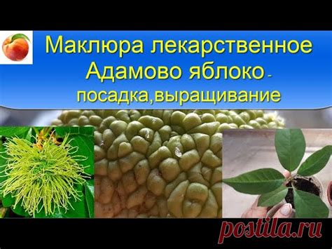 Маклюра супер лечебное Адамово яблоко Выращивание Рецепт настойки и ...