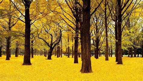 Ginkgo Trees In Autumn Photograph By Movie Poster Prints Fine Art America