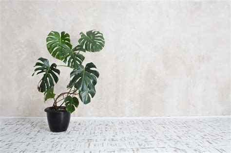 Monstera Dziurawa Filodendron Monstera Uprawa Piel Gnacja Podlewanie