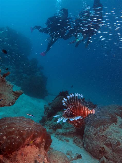 Green Island Great Barrier Reef Images Videos Great Adventures