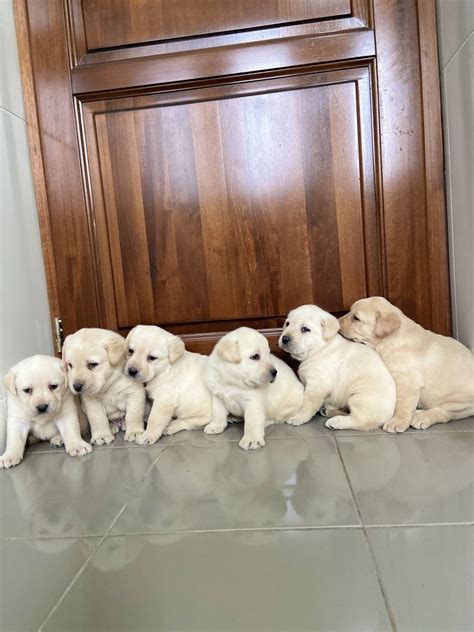 Puiuti Labrador Cu Pedigree Tip A Bucuresti Sectorul 1 OLX Ro