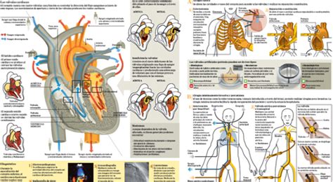 Estenosis Aórtica Síntomas Diagnóstico Y Tratamiento Clínica