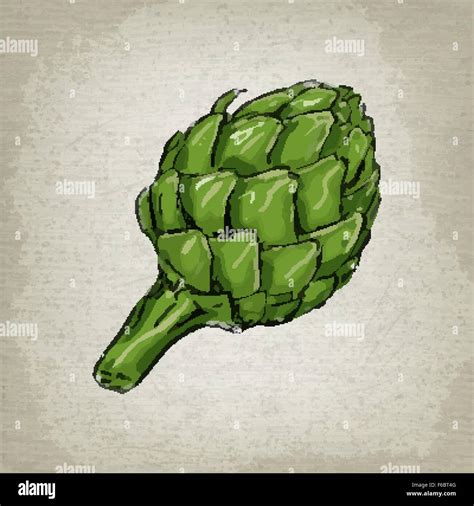 A Vector Drawing Of An Artichoke Stock Vector Image And Art Alamy