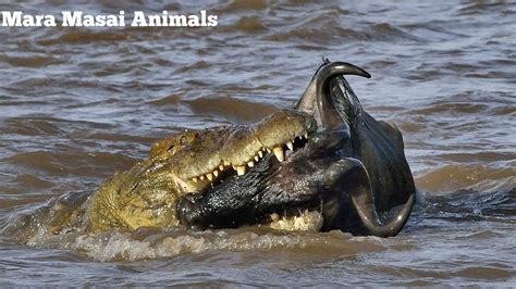 Crocodile Vs Wildebeest Crossing Masai Mara River Migration Kenya