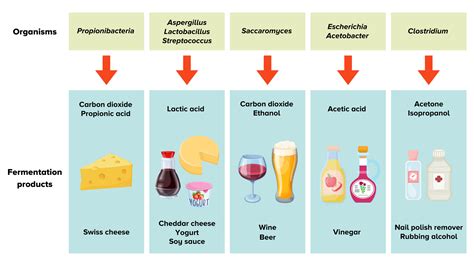 Stinky And Delicious: Why Fermentation Makes Great Food