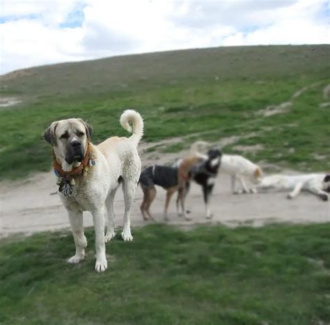 Aksaray Malakli - dog breeds