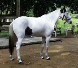 Medicine Hat Horse - Horse breed, Horse breeding, types and breeds from ...