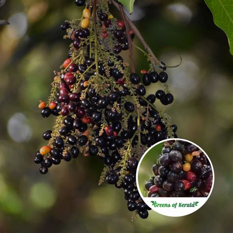 Buy Alupag Bud Fruit Plant Online Greens Of Kerala