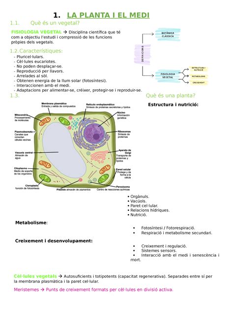 Fisiologia Vegetal Resum La Planta I El Medi Qu S Un Vegetal