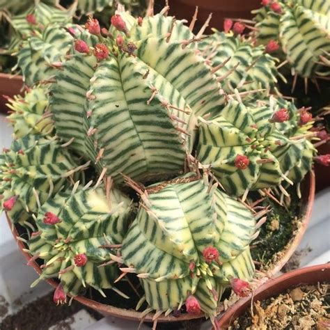 Euphorbia Meloformis Variegata More Unusual Plants Rare Plants Exotic