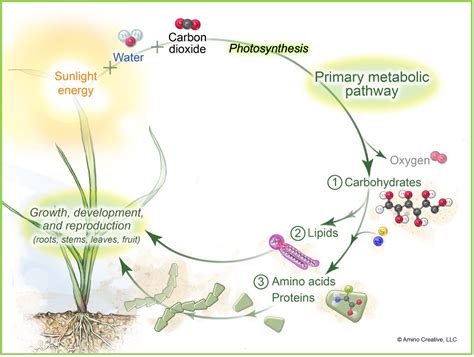 Understanding Plant Respiration And Heat Stress Greenkeeping Magazine