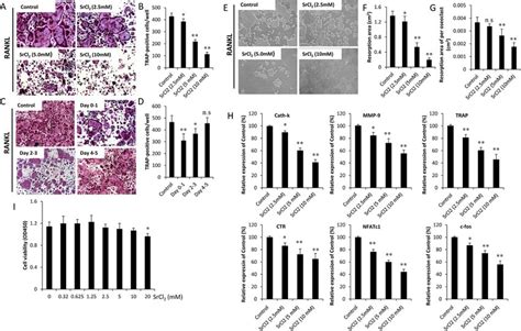 Srcl 2 Impairs Rankl Induced Osteoclast Formation And Osteoclast Marker