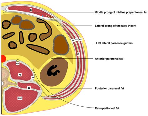 Schematic Representation Of Axial Section At The Middle Third Of The Download Scientific