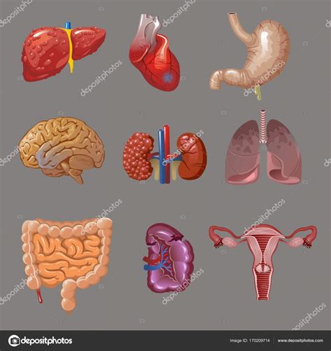 Dibujos Animados Colecci N De Rganos Humanos Internos Vector Gr Fico