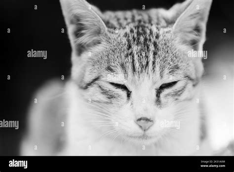 Close Up Side Portrait Of A Furry Cat With Its Eyes Closed Stock Photo