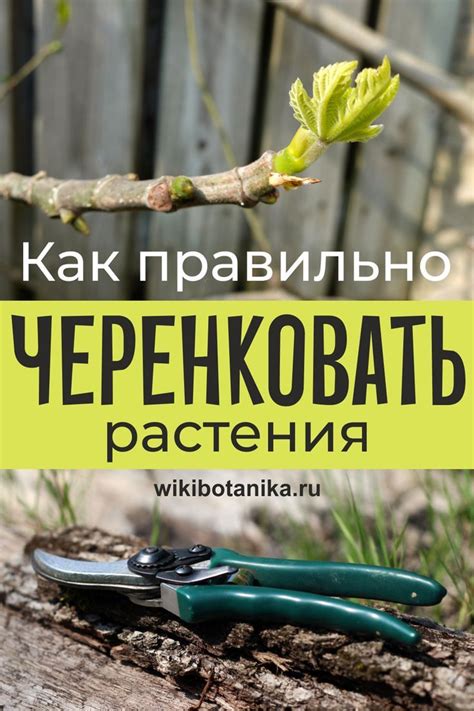 Как правильно черенковать растения