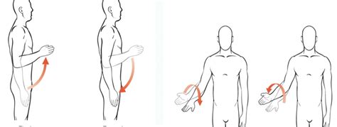 Osteokinematics Diagram Quizlet