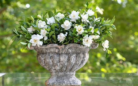 Growing Gardenias In Pots Plant Addicts