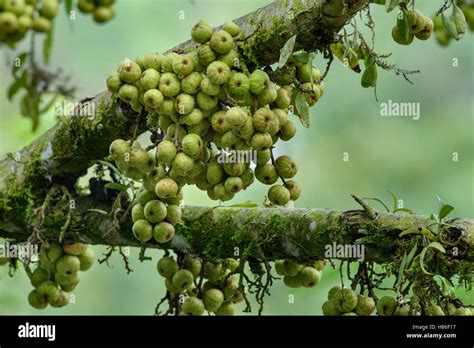 Clustertree Ficus Racemosa Figs Malaysia Stock Photo Alamy